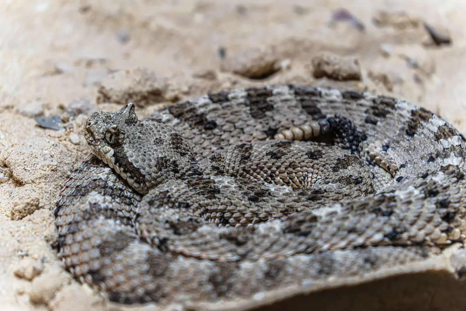 Coiled sidewinder rattlesnake resting on sandy ground