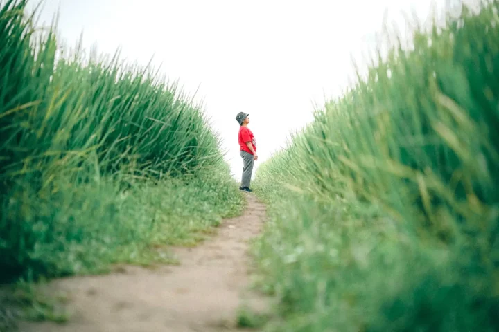 Dirt path running between walls of tall green grass