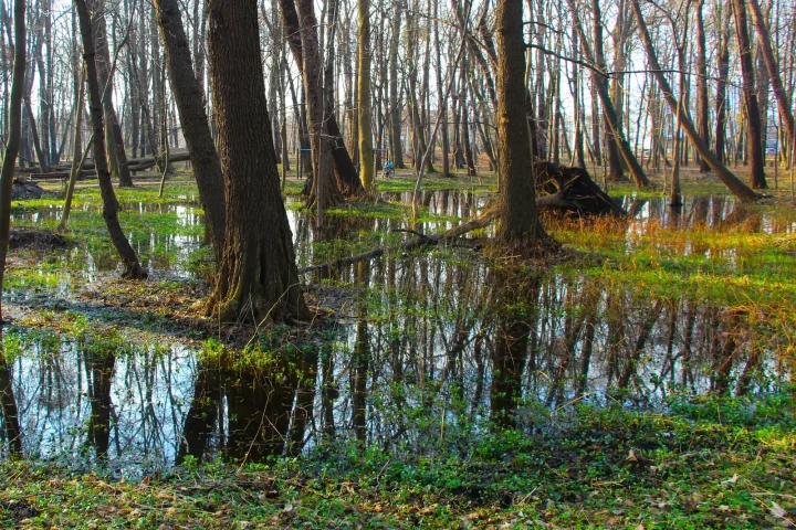 Flooded forest with tree trunks reflected in still swamp water