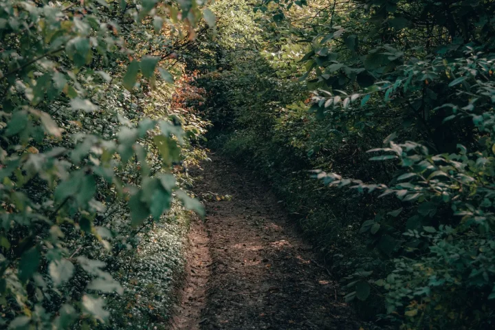 Narrow dirt trail winding through dense green brush