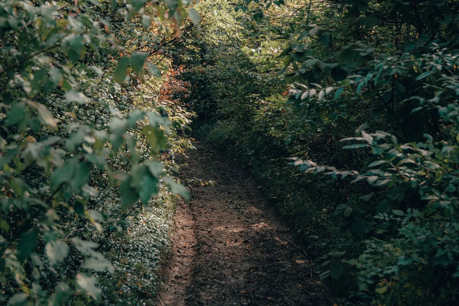 Narrow dirt trail winding through dense green brush