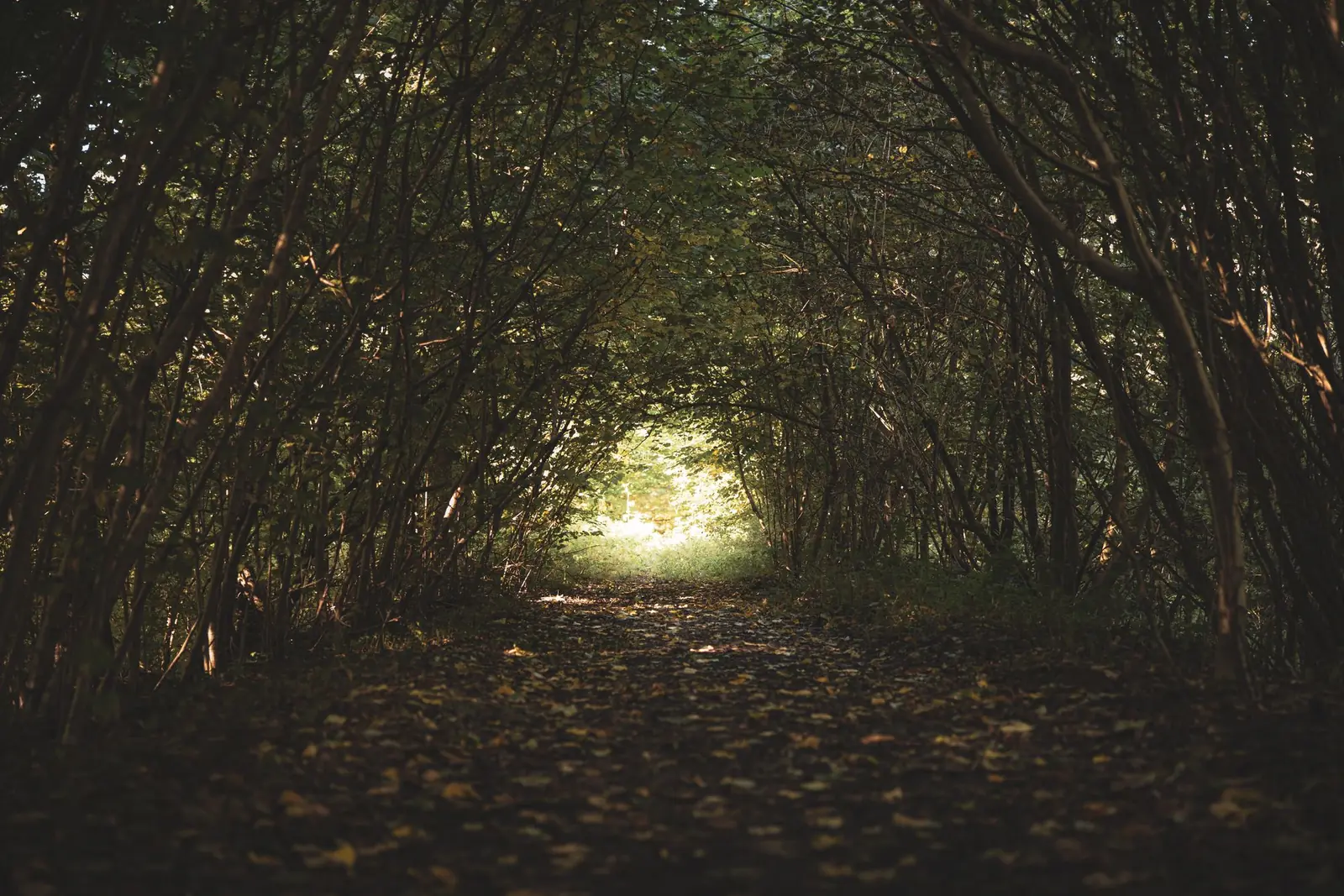 Woodland path running through a tunnel of overhanging branches
